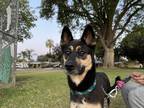 Adopt Delta a Black - with White German Shepherd Dog / Mixed dog in Irvine