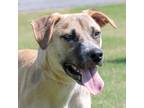 Adopt Beauty a Tan/Yellow/Fawn Labrador Retriever / Mixed dog in Guntersville