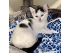 Adopt Jules a White Turkish Van / Domestic Shorthair / Mixed cat in Fort Worth