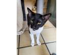 Adopt Stream a Domestic Shorthair / Mixed cat in West Vancouver, BC (34699268)