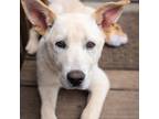 Adopt Emma a White - with Tan, Yellow or Fawn Labradoodle / Chow Chow / Mixed