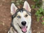 Adopt Kyle a Black Husky / Mixed dog in Lynnwood, WA (34699060)