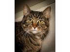 Adopt SHEILA a Brown Tabby Domestic Shorthair / Mixed (short coat) cat in