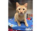 Adopt Bay a Orange or Red Domestic Shorthair / Domestic Shorthair / Mixed cat in