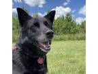 Adopt Captain a Black German Shepherd Dog / Mixed dog in Chesapeake