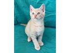 Adopt Leonardo a Orange or Red Tabby Domestic Shorthair (short coat) cat in New