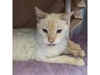 Adopt Todd a Orange or Red Siamese / Mixed cat in Murray, UT (34698827)