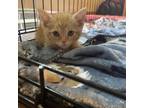 Adopt Nugget a Orange or Red Domestic Shorthair / Mixed cat in Springfield