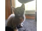 Adopt Daisy a Tortoiseshell Domestic Shorthair / Mixed cat in Springfield