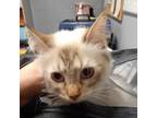 Adopt Bella a White (Mostly) Ragdoll / Mixed cat in Waldorf, MD (34698789)