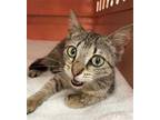 Adopt GRAYCIE a Brown Tabby Domestic Shorthair / Mixed (short coat) cat in