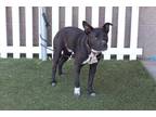 Adopt *GOOBER a Brindle - with White American Pit Bull Terrier / Mixed dog in