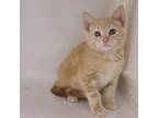 Adopt Dandelion a Tan or Fawn Tabby Domestic Shorthair / Mixed cat in Sarasota