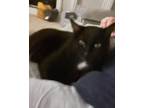 Adopt Bellatrix a Black (Mostly) Domestic Shorthair (short coat) cat in Holmen