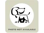 Adopt 50209663 a White Border Terrier / Mixed dog in El Paso, TX (34698668)
