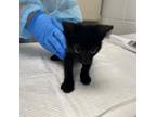 Adopt Letty a All Black Domestic Shorthair / Mixed cat in Sarasota