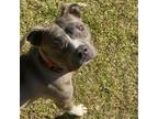 Adopt Dove a Gray/Silver/Salt & Pepper - with Black Mixed Breed (Medium) / Mixed
