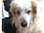Adopt JAMES a White - with Brown or Chocolate Sheltie, Shetland Sheepdog / Mixed