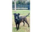 Adopt Dallas a Brindle American Staffordshire Terrier / Belgian Malinois / Mixed