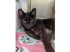 Adopt Marnie a Domestic Mediumhair / Mixed cat in Lexington, KY (34698424)