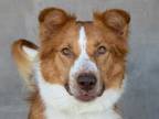 Adopt Mackie a Tan/Yellow/Fawn Mixed Breed (Large) / Mixed dog in Longmont