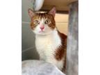 Adopt BUSTER a Orange or Red Domestic Shorthair / Domestic Shorthair / Mixed cat