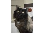 Adopt Kodiak a Black (Mostly) Domestic Longhair (long coat) cat in Moscow
