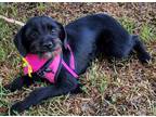 Adopt Thalia a Black Labradoodle / Schnauzer (Standard) / Mixed dog in Ramona