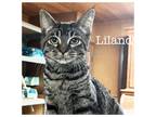 Adopt Leelan a Gray, Blue or Silver Tabby Domestic Shorthair (short coat) cat in