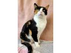 Adopt TILY MAE a White Domestic Shorthair / Domestic Shorthair / Mixed cat in