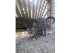 Adopt Sydney a Spotted Tabby/Leopard Spotted Domestic Mediumhair / Mixed (short