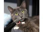Adopt Nadiya a Gray or Blue Russian Blue / Mixed (medium coat) cat in Los