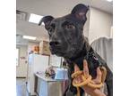 Adopt Hecate A Black Mixed Breed (Medium) / Mixed Dog In East Smithfield