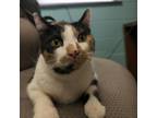 Adopt Stavi a Calico or Dilute Calico American Shorthair / Mixed cat in St.