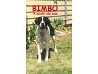 Adopt BIMBO a White - with Black St. Bernard / German Shorthaired Pointer /