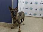 Adopt THAINI a Black German Shepherd Dog / Mixed dog in Doral, FL (34697747)