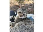 Adopt Thomas a Gray, Blue or Silver Tabby Domestic Shorthair / Mixed cat in