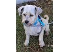 Adopt Rene a White - with Gray or Silver Schnauzer (Standard) / Mixed dog in