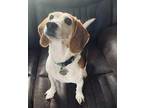 Adopt Copper a Tan/Yellow/Fawn - with White Beagle / Mixed dog in Pueblo