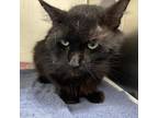 Adopt Tyson A All Black Domestic Mediumhair / Mixed Cat In Milton, FL (34697427)