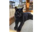 Adopt Marty a All Black Domestic Shorthair / Domestic Shorthair / Mixed cat in