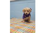 Adopt ChiChi a Tan/Yellow/Fawn Labrador Retriever / Mixed dog in Orangeburg