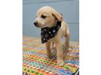 Adopt Danny a White - with Tan, Yellow or Fawn Labrador Retriever / Mixed dog in