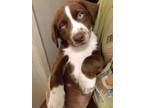 Adopt Benjamin (Gorgeous Gracie's Litter) a Brown/Chocolate - with White Spaniel