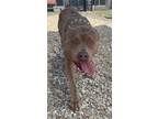Adopt Reba A RedGoldenOrangeChestnut American Pit Bull Terrier  Mixed Dog In Chesapeake VA 34696923