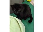 Adopt GG a Black & White or Tuxedo Domestic Shorthair / Mixed (short coat) cat