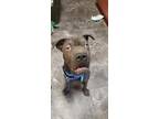 Adopt Norbert a Black Shar Pei / Mixed dog in Colorado Springs, CO (34695480)