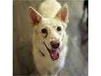 Adopt Blizzard a White Shepherd (Unknown Type) / Mixed dog in Tavares