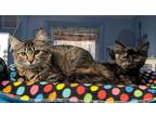 Adopt Sweet Pea And Babydoll A Tortoiseshell Maine Coon (medium Coat) Cat In