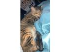 Adopt Bread a Tiger Striped Domestic Shorthair / Mixed (short coat) cat in